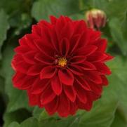 Dahlia Dahlietta 'Tessy' Dahlia Dahlietta 'Tessy'