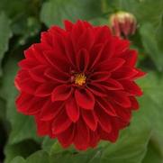 Dahlia Dahlietta 'Tessy'