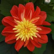 Dahlia hybrid 'Dalaya Fireball'