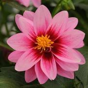 Dahlia hybrid 'Dalaya Pink Rose Eye'