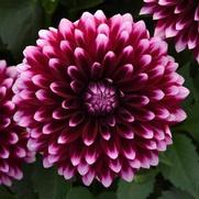 Dahlia hybrid 'Dalaya Purple White'