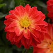 Dahlia hybrid 'Dalaya Red Yellow Eye'