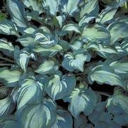 Hosta hybrid 'Guardian Angel'