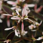 Euphorbia polychroma 'Breathless Blush'