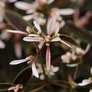 Euphorbia polychroma 'Breathless Blush' Euphorbia polychroma 'Breathless Blush'