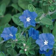 Evolvulus hybrid 'Blue Daze' Evolvulus hybrid 'Blue Daze'