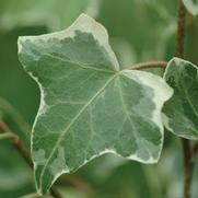 Hedera helix 'Glacier' Hedera helix 'Glacier'