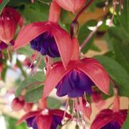 Fuchsia hybrid 'Dollar Princess'