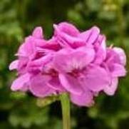 Geranium Interspecific 'Calliope Lavender'