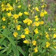 Thermopsis villosa Thermopsis villosa