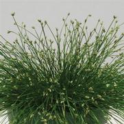 Isolepis 'Live Wire Color Grass'