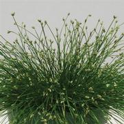 Isolepis 'Live Wire Color Grass' Isolepis 'Live Wire Color Grass'