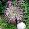 Pennisetum Xadvena 'Cherry Sparkler' Pennisetum Xadvena 'Cherry Sparkler'