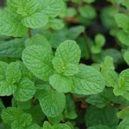 Mentha x villosa 'Mojito'