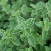 Origanum vulgare 'Hot & Spicy'