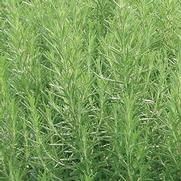 Rosemary 'Officinalis' Rosemary 'Officinalis'