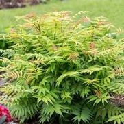 Sorbaria sorbifolia 'Cherry on Top'