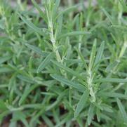 Rosemary officinalis 'Arp' Rosemary officinalis 'Arp'