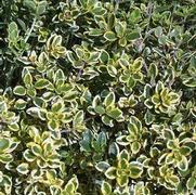 Thymus citriodorus 'Gold lemon' Thymus citriodorus 'Gold lemon'