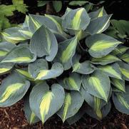 Hosta hybrid 'Touch of Class'
