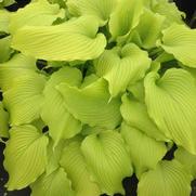 Hosta hybrid 'Dancing Queen'