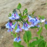 Mertensia virginica