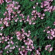 Herb Thyme 'Serpyllum Pink Chintz'