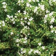 Thyme praecox 'Albiflorus'