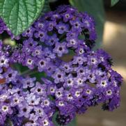 Heliotropium arborescens 'Marino Blue' Heliotropium arborescens 'Marino Blue'