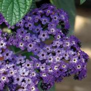 Heliotropium arborescens 'Marino Blue'