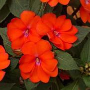 Impatiens hybrid 'Vigorous Corona' Impatiens hybrid 'Vigorous Corona'