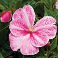 Impatiens hawkeri 'Sonic Pink Magic'