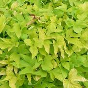 Ipomoea batatas 'Bright Ideas Lime' Ipomoea batatas 'Bright Ideas Lime'