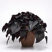 Ipomoea batatas 'Solar Power Black Heart'