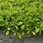 Ipomoea batatas 'Solar Power Lime' Ipomoea batatas 'Solar Power Lime'