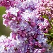 Syringa vulgaris 'President Grevy' Syringa vulgaris 'President Grevy'