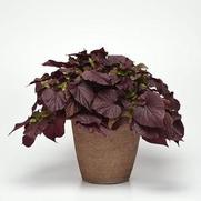 Ipomoea batatas 'Solar Power Red Heart' Ipomoea batatas 'Solar Power Red Heart'