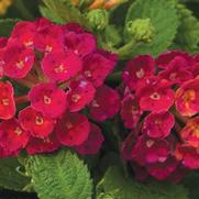 Lantana camara 'Bandana Cherry' Lantana camara 'Bandana Cherry'
