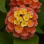 Lantana camara 'Bandana Mango' Lantana camara 'Bandana Mango'