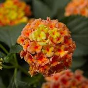 Lantana camara 'Bandana Peach' Lantana camara 'Bandana Peach'