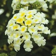 Lantana camara 'Bandana White' Lantana camara 'Bandana White'