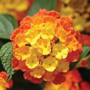 Lantana camara 'Landmark Citrus' Lantana camara 'Landmark Citrus'