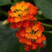 Lantana camara 'Landmark Red'