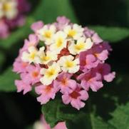 Lantana camara 'Landmark Rose Glow'