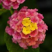 Lantana camara 'Landmark Rose Sunrise'