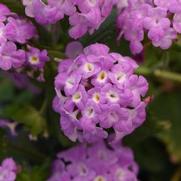 Lantana camara 'Purple Falls' Lantana camara 'Purple Falls'