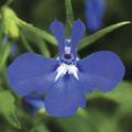 Lobelia erinus 'Techno Dark Blue'