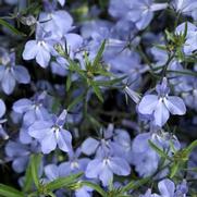 Lobelia erinus 'Techno Light Blue'