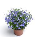 Lobelia erinus 'Techno Upright Blue'