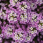 Lobularia Easy Breezy 'Pink'